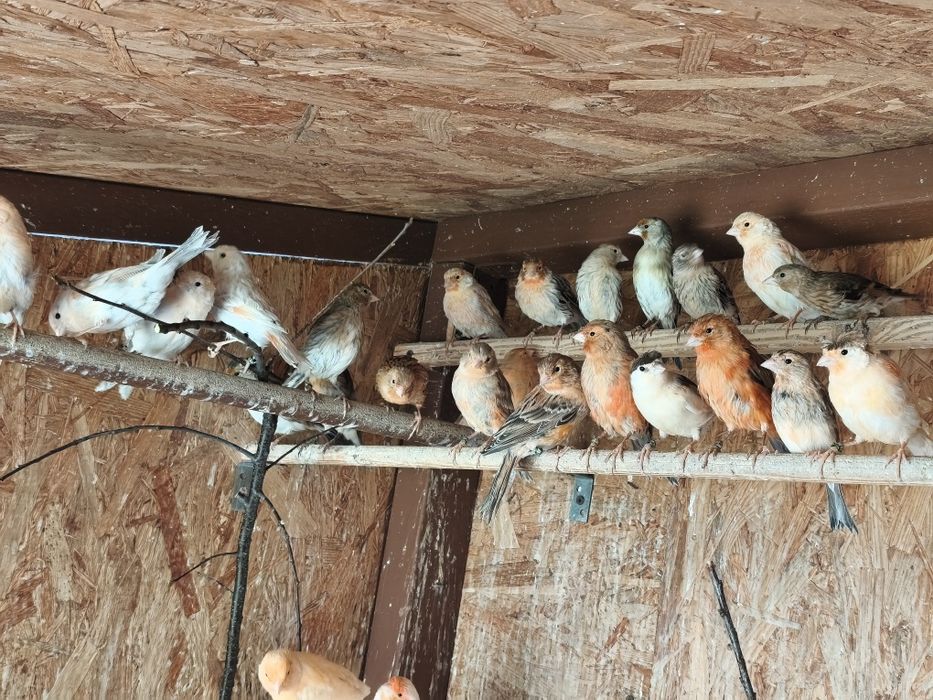 Kanarki młode 2026 rok