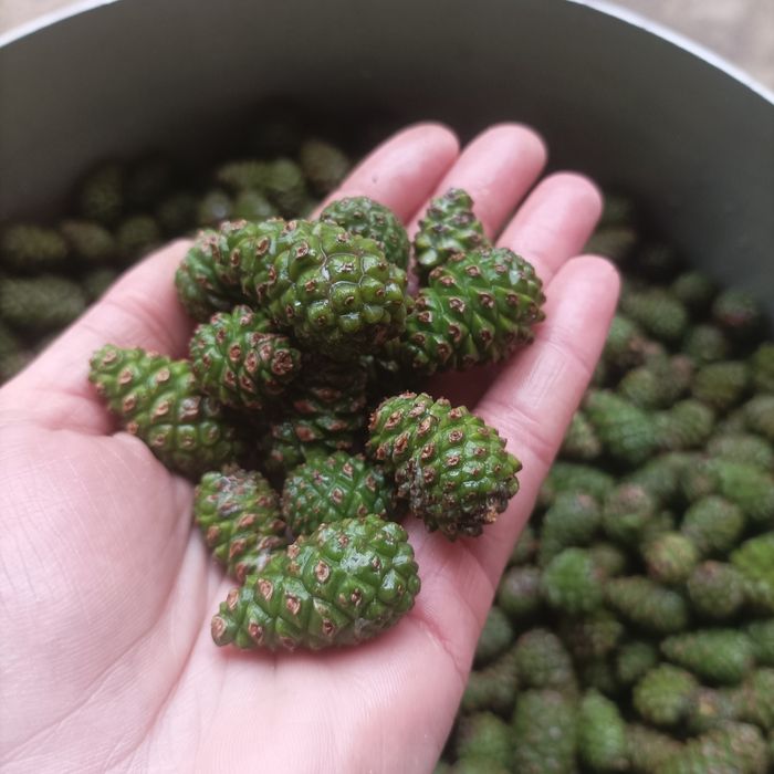 Шишки, варення з шишок з Карпат