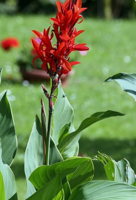 Canna paciorecznik bulwy