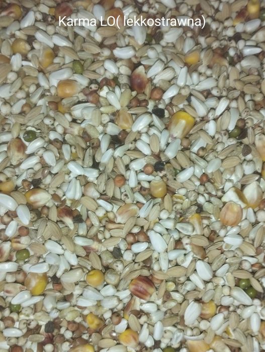 Karma dla gołębi Radpol.