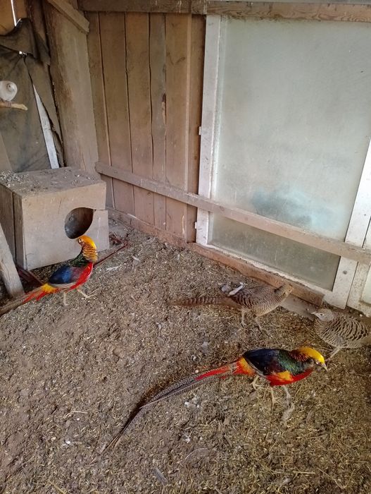 Sprzedam bażanty złote