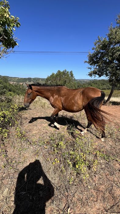 Egua puro sangue lusitano 4 anos