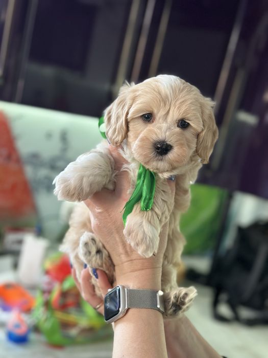 Мальтипу мальчишка