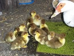 Продам мускусні каченята, шипуни,  глухі