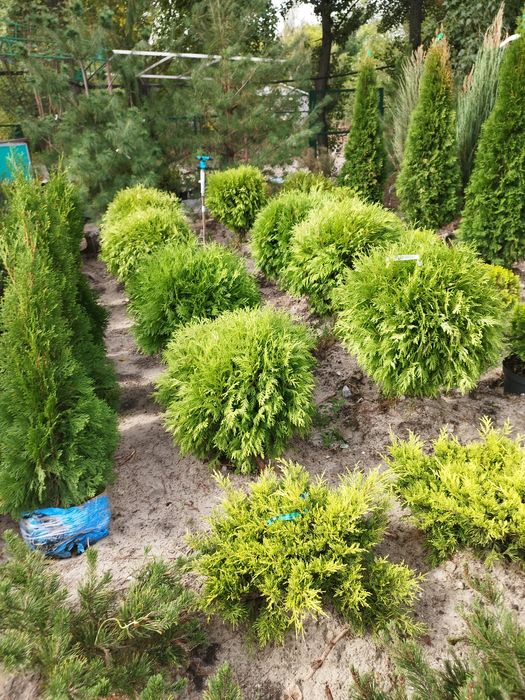 Туя Смарагд 1  метр, з комом С 7,5