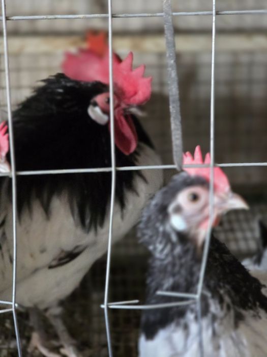 Кури породи Лакінфельдер