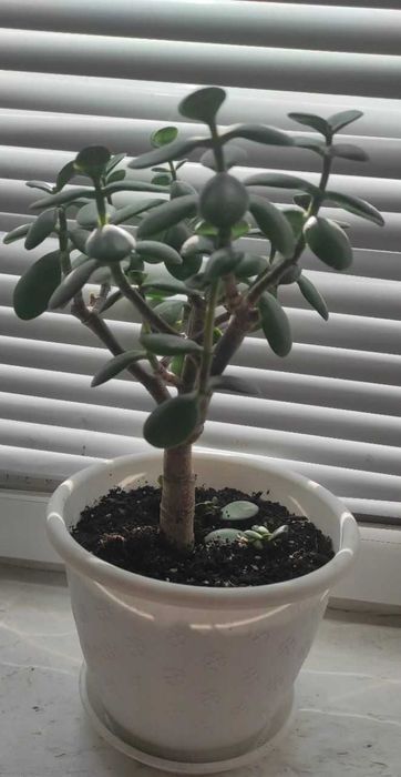 ‼️Продам: Сансевієрія та Грошове дерево!
(з горщиками)