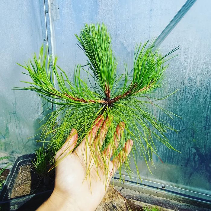 Хвойні і листяні дерева: 100 грн. - Кімнатні рослини Либохора на Olx