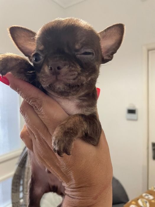 Chihuahua Macho pelo curto