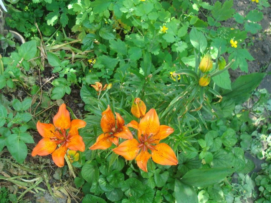 рослини культивовані та дикоростучі