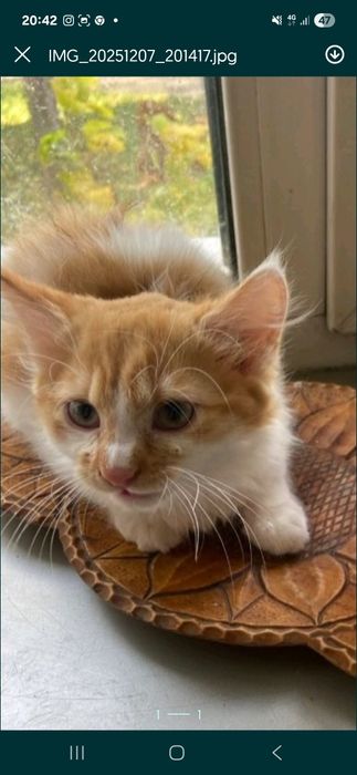 Руда дівчинка  шукає дім