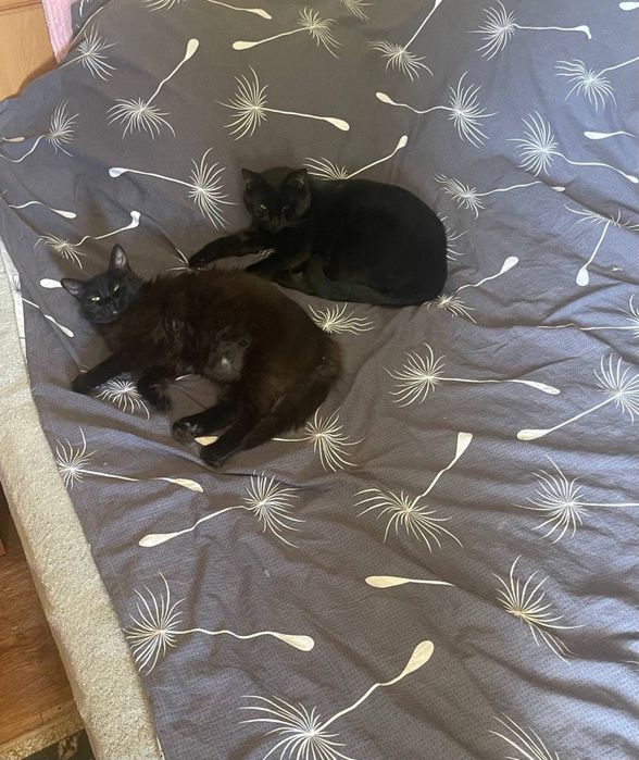 Коты в добрые руки