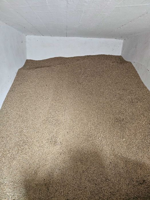 Jęczmień jary Jęczmień Jary