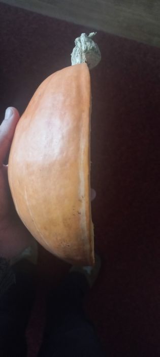 Продам домашние гарбуз/тыква