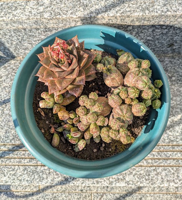 Plantas , catos, suculentas, protea, leucadendro