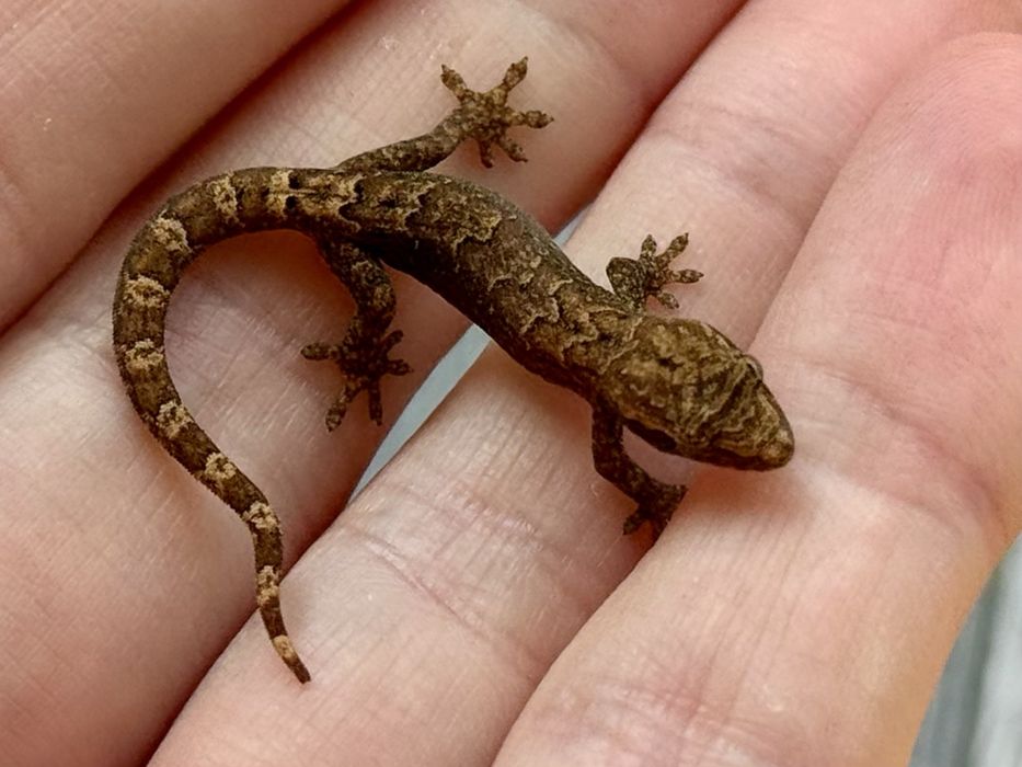 Gekon płaczący Lepidodactylus lugubris młode i dorosłe