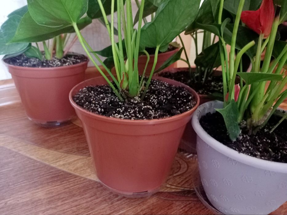 Антуриум, антуріум