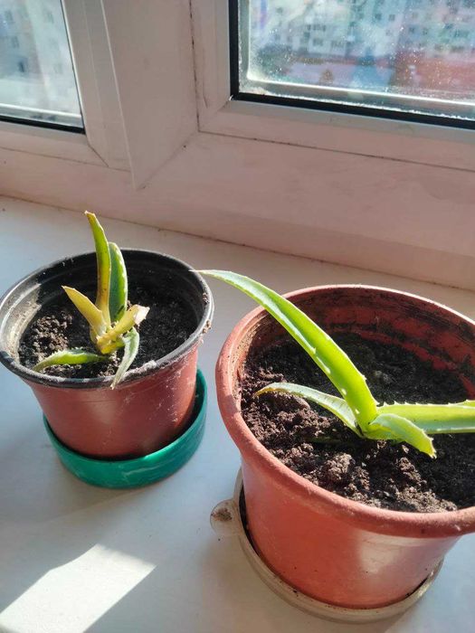 алоэ                                   .