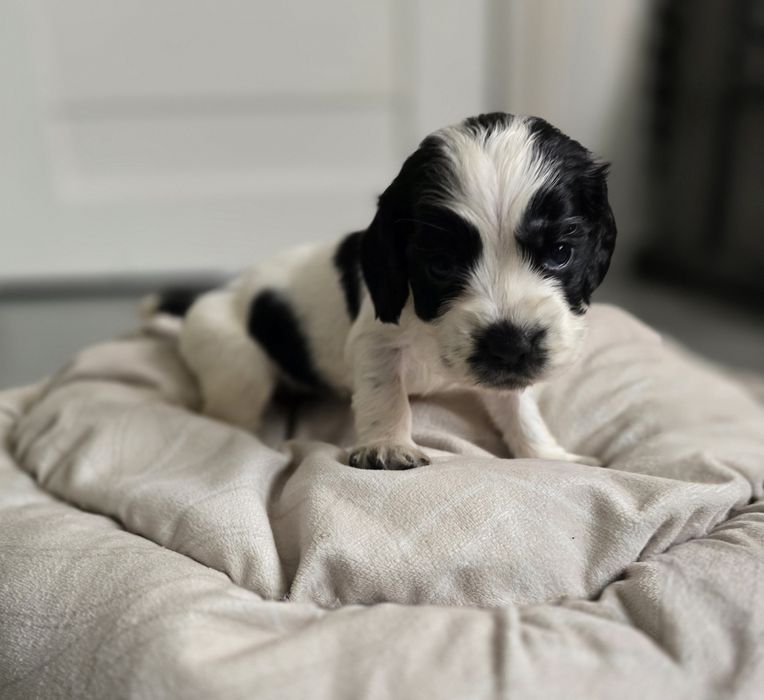 Suczka cocker spaniel angielski