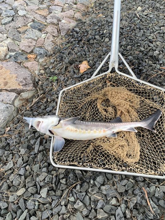 Малек Белуги Каспийской