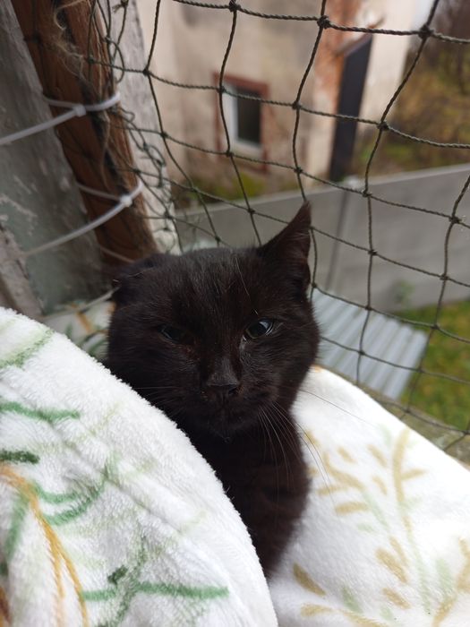 Tymbark poleca się do adopcji