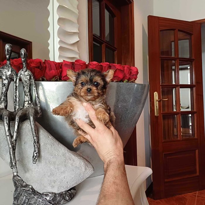 Yorkshire Terrier Miniatura MACHINHO BLACK MERLE