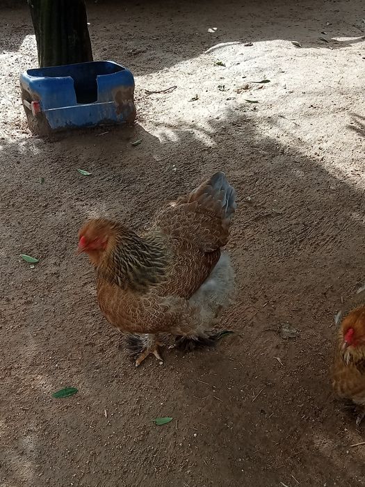 Para venda Galinhas Brama