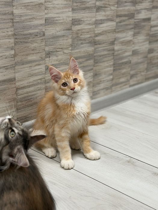 Кошеня мейн кун хлопчик