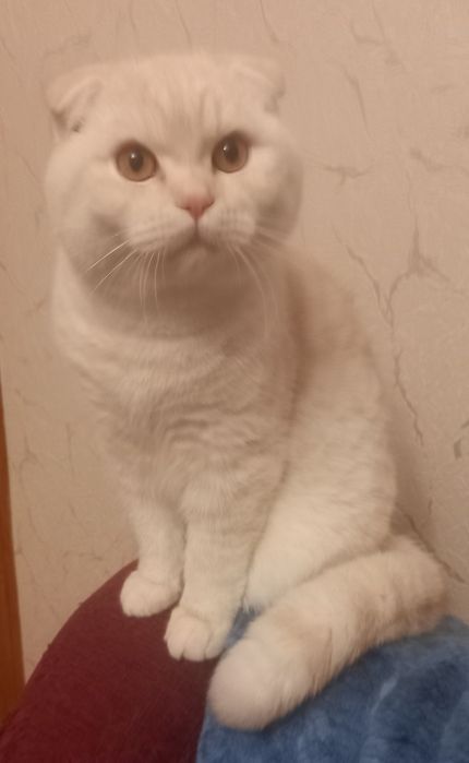 Шотландський котик