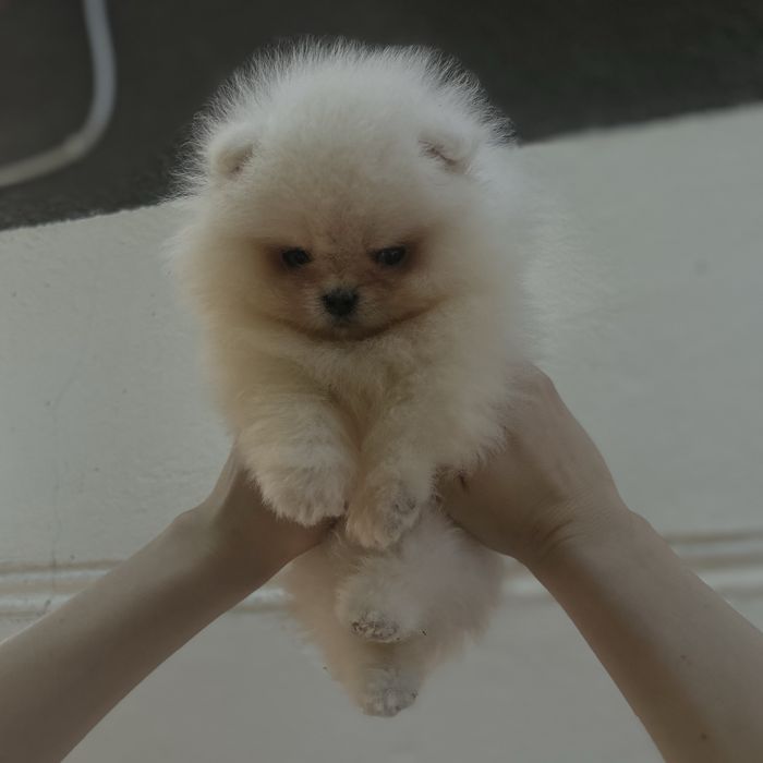 Ведмедик шоу класу хлопчик