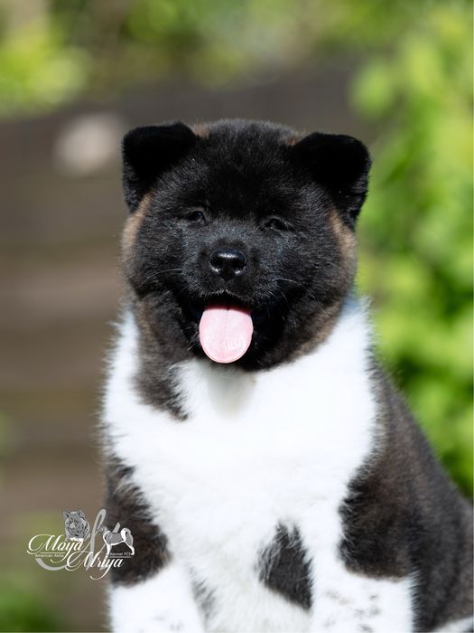 Американскька акіта/ американская акита / american akita