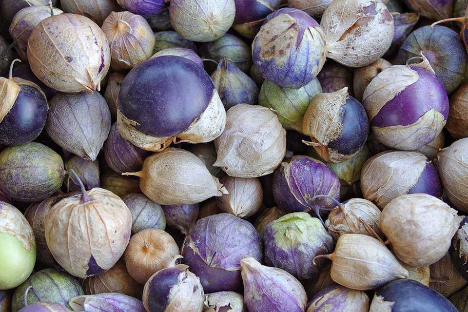 20 sementes de Physalis ixocarpa - Tomatilho Roxo