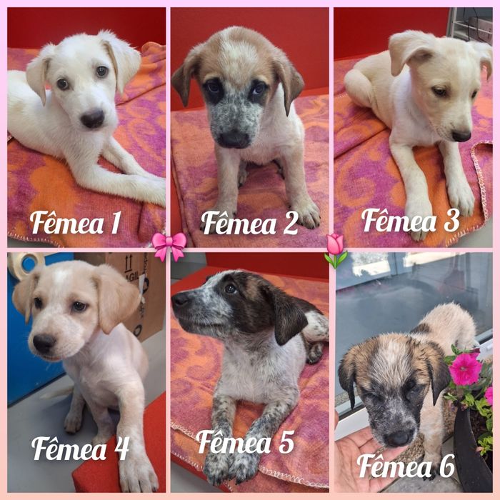 Cachorrinhos porte grande