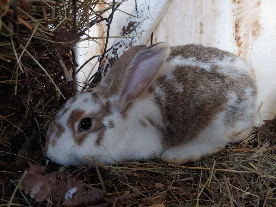 Кролі живою вагою