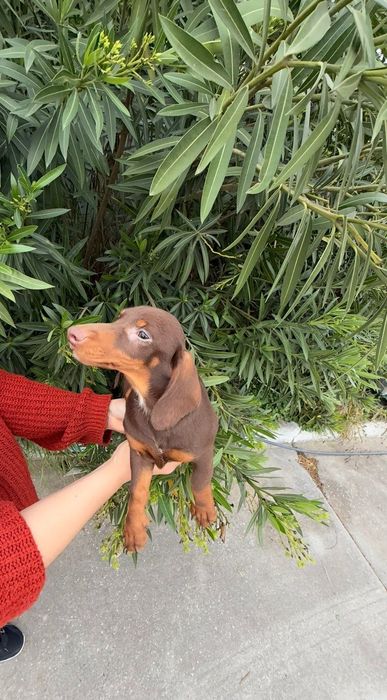 Teckel Chocolate  Macho