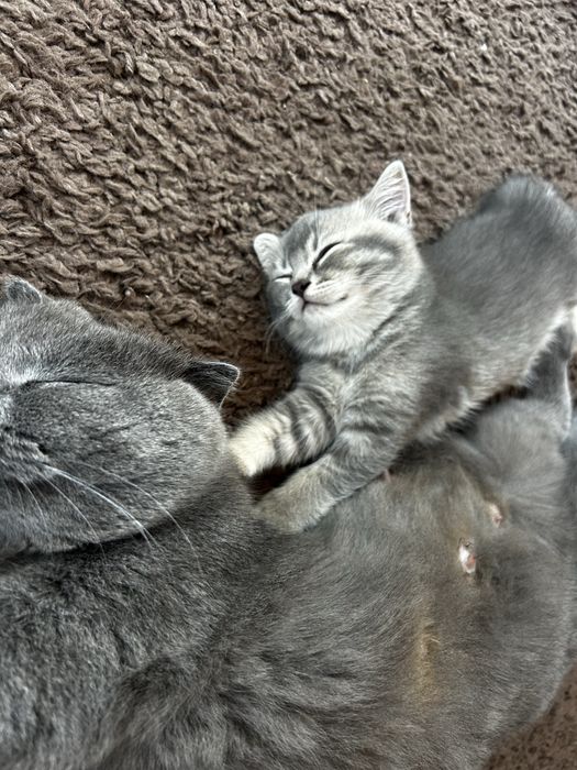 Продаються кошенята шотландці