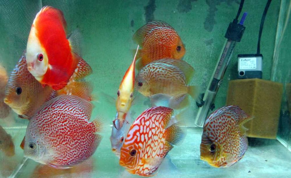 Дискус Кобра, Туркис, Пантера, Leopard от производителя