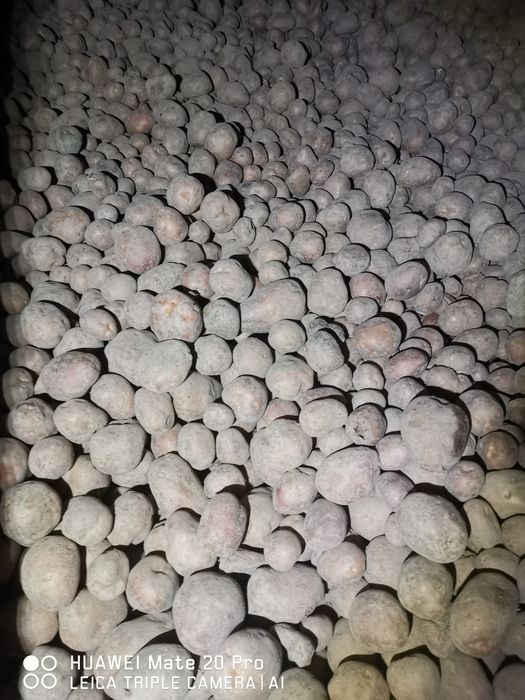Ziemniaki jadalne 9 zł za 10 kg BIO