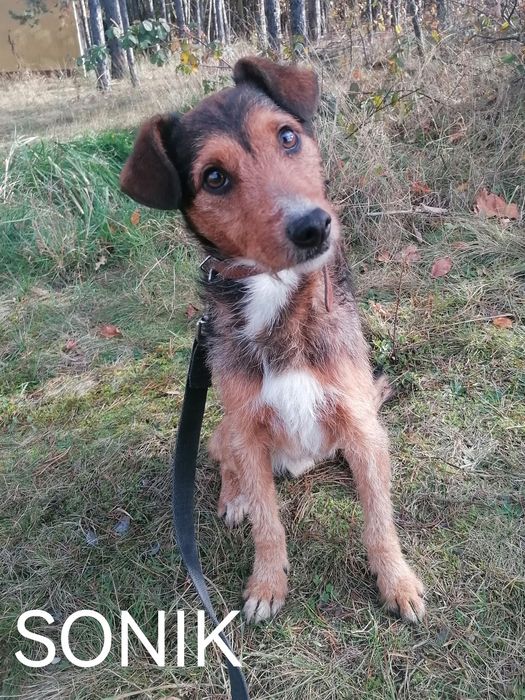 SONIK młody wesoły przyjazny piesek szuka domu