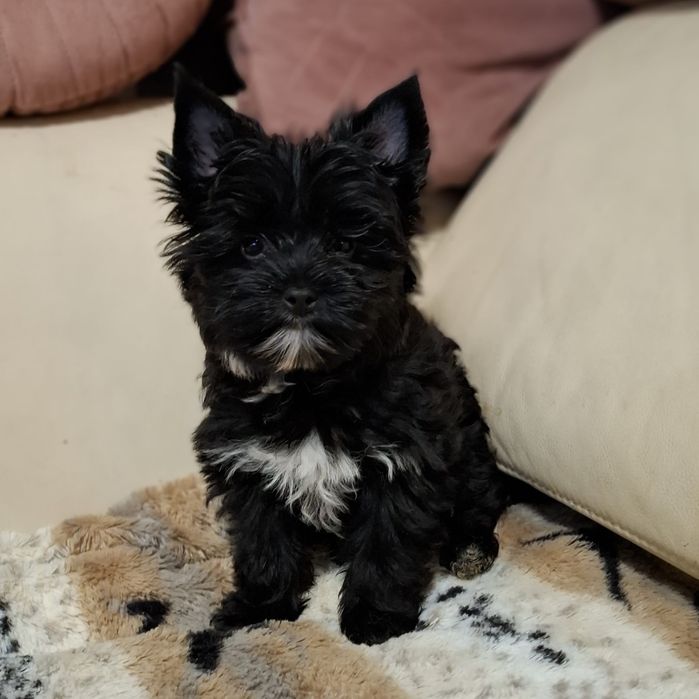 Śliczny piesek Yorkshire Terrier