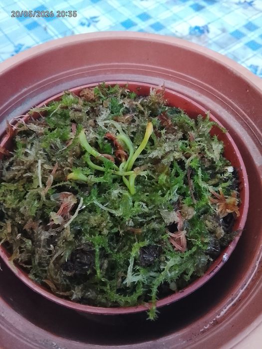 Planta: Darlingtonia californica