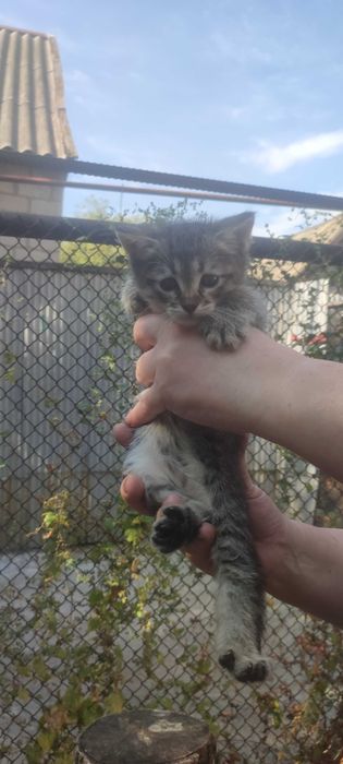 Отдам котят в хорошие руки