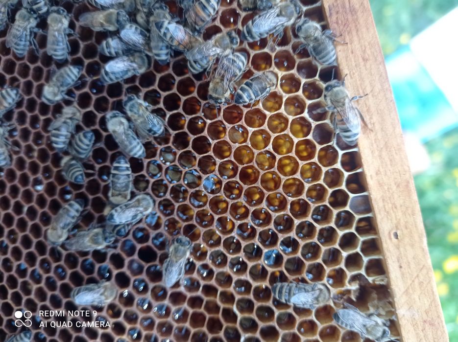 Rodziny pszczele i odkłady