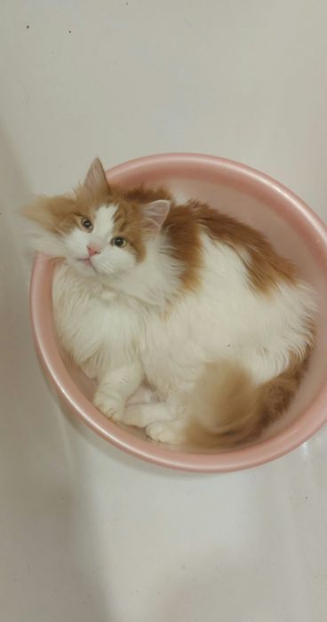 Отдам пушистого рыже-белого кота, кастрирован, привит, 1,5 года