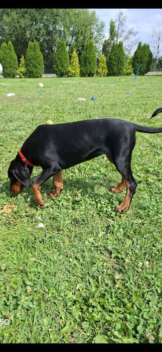 Doberman szczenie FCI