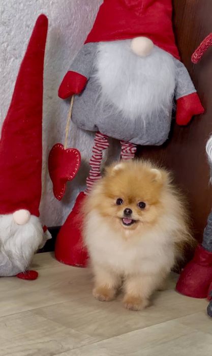 Неймовірний екстра міні малюк 1 рік вага 1,2кг