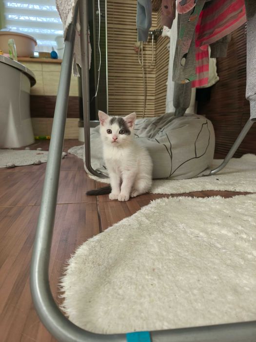 Киця в добрі руки