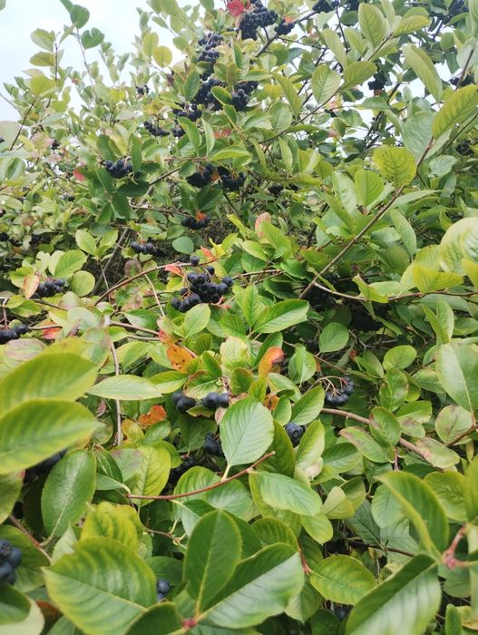 Aronia ekologiczna