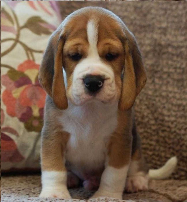 Цуценята бігля від здорових батьків