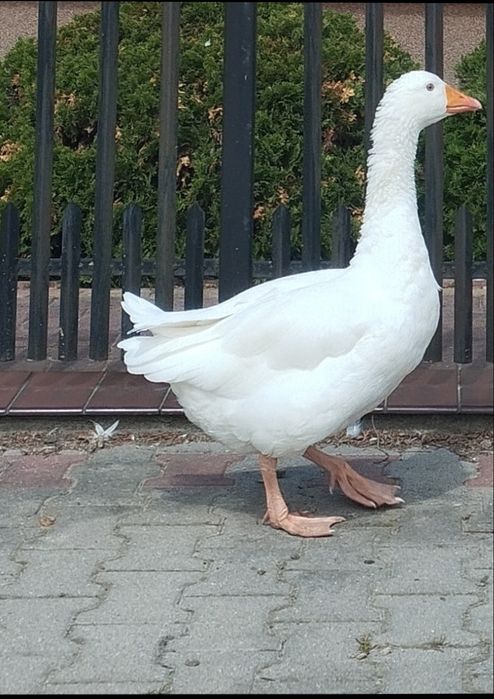Gęsior młody biały